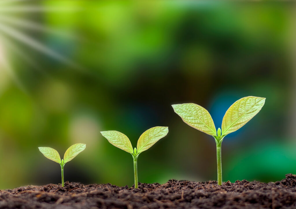 the photo shows a sprout growing.